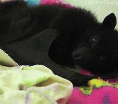 yutakaoka:  Fruit bat babies (flying foxes) are very close to