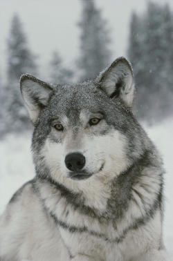 beautiful-wildlife:  Portrait Of A Beautiful Gray Wolf by Jim