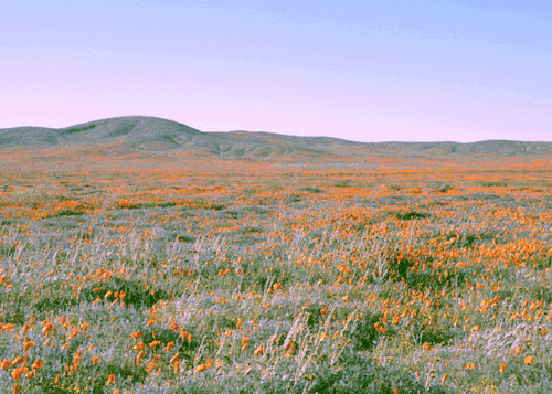 leahberman:  field trip; antelope valley, californiaavailable