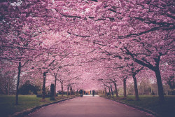 grett:  Copenhagen Cherry Blossom by Annelogue on Flickr.