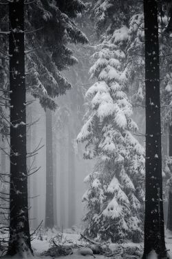 wasbella102: Deep Winter  by danysecrieru             