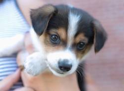 handsomedogs:  9 week old dachshund mix puppy named Finch! 