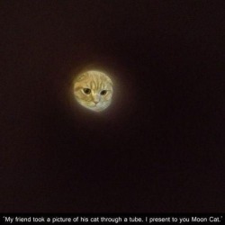 sadpigeon2:  thecatsmustbecrazy:  moon cat  [chanting] moon cat