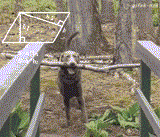 vistoeningenieria:  El perro 