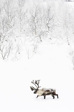 Northern monarch (Grant’s Caribou)