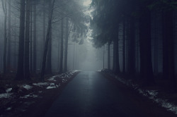 4nimalparty:  Foggy Forest by Meyer Felix 