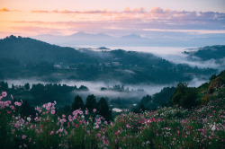 tulipnight:  Cosmos Sunset by sty 830