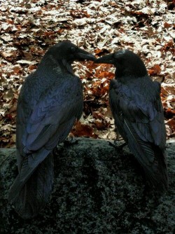 madness-and-gods:Ravens mate for life and besides grooming each