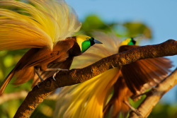 In all their feathered glory (Birds of Paradise)