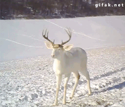 gifak-net:  Wisconsin White Deer Surprised by his own Antlers