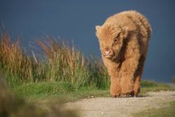 hughhighlander: tiptoeing through the highlands.  baby highland