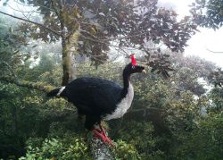 Prehistoric castaway (Horned Guan, dweller of humid mountain forests in Guatemala and Southeast Mexico)