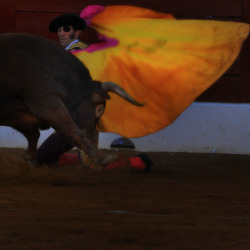 loverofbeauty: Guib_Did:   Fiesta Brava  (2012)