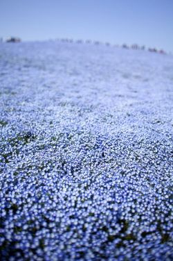 bojrk:Japan: Hitachi Seaside Park in Hitachinaka, Ibaraki.