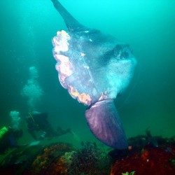 rhamphotheca:  Also known as the ocean sunfish, the Mola mola