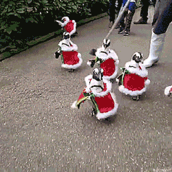 thenatsdorf:  It’s that time of year. (via amazingjapan)