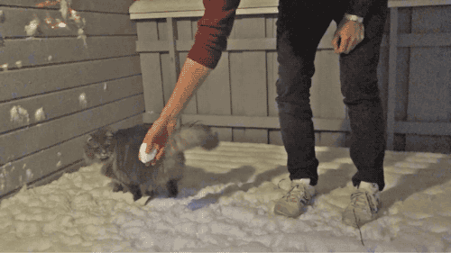tastefullyoffensive:  Video:Â Big Fluffy Cat is Obsessed With Snow 