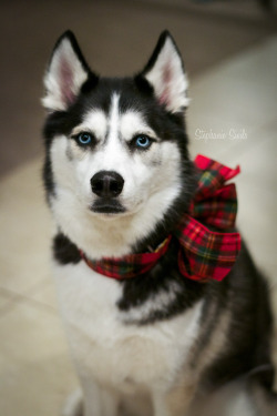 huskyhuddle:  Ani in her Christmas bow :)  So pretty
