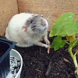 ratpotatoes: Sprocket went on a garden adventure!  Used With