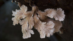 boredpanda:  The Magical World Of Australian Mushrooms By Steve