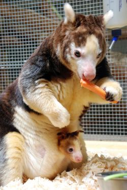awwww-cute:Endangered Tree Kangaroo with baby in pouch (Source: