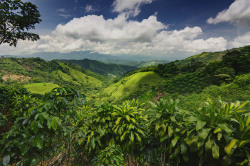 badartteacher:  Places I Have To Visit! Costa Rican Rainforest,