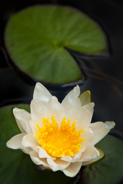 hueandeyephotography:  White lotus, Garden pond, Village of Lewisburg, Ohio © Doug Hickok  All Rights Reserved hue and eye   the peacock’s hiccup