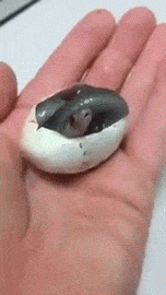 sixpenceee:  Incredible video of a newborn baby brown king snake