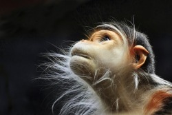 mymodernmet:  15 Fascinating Photos of Monkeys Deep in Thought