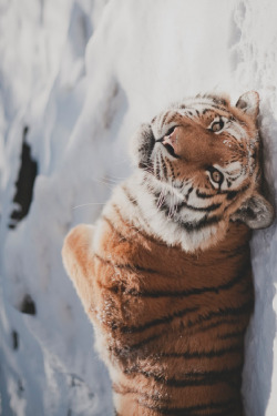 wolverxne:  Siberian Tiger ~ by: Lauren Carson