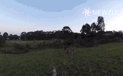 strangebiology:  Mama kangaroo knocks a drone out of the sky.