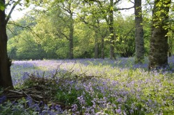 woodlandtrust:  Join the Big Bluebell Watch! Species like bluebells