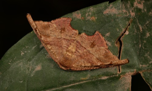 sinobug:  MOTHS from Yunnan, China  Click on and scroll through