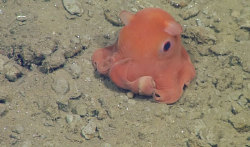 boredpanda:    This Octopus Is So Adorable That Scientists Might