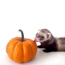 ferret-farm:  Silly ferret doesn’t know that she is a carnivore