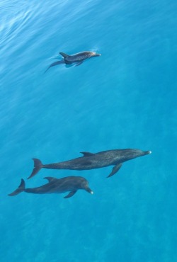 dolce famiglia in mare…. ^-^ ^ –^ thewolf