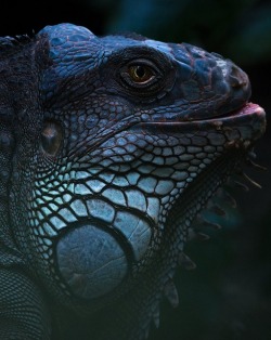 nature-planet:  It's called an Iguana.. | Sylvain Fleur   