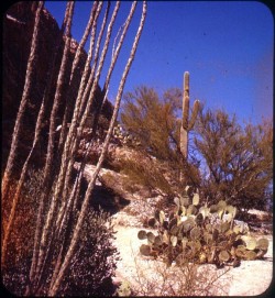 twoseparatecoursesmeet:  Arizona, 1955 Bruce Thomas 