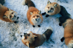 everythingfox:  A skulk of foxes 🦊 Photo by  Will Harford