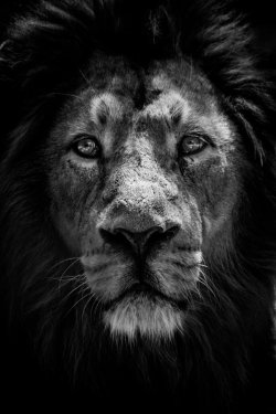 animalkingd0m:  The King of the Jungle by Miguel Angel Junquera