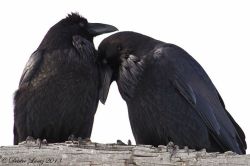  “Researchers found that ravens often use their beaks like