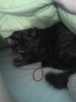 Sometimes my kitty gets lonely and crawls under the blankets