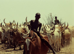 skeetshoot:  touki bouki (djibril diop mambéty, 1973) 