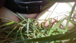 alice-is-wet:  Playing in the grass. :3  Had such a nice time