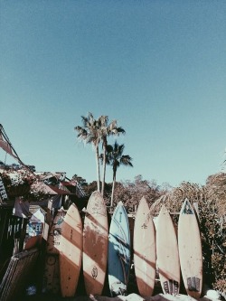 allboardingadventures:  Surf - Snow - Skate