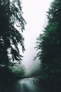 avenuesofinspiration:  Foggy Mornings | Source © | AOI