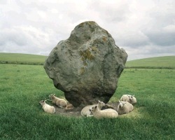 randomeclectica:  Sheep and Standing Stone, Avebury, England