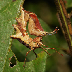 sinobug:  Lobster Moth Caterpillar (Stauropus sp., Notodontidae)