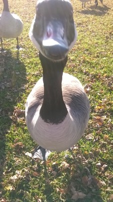 Went to the park to feed the geese between hospital appointments