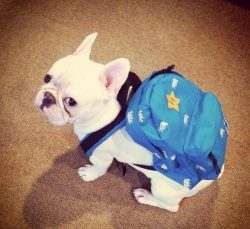 jezebeth:  alphaq10:  Butters ready for school  ok i dont know